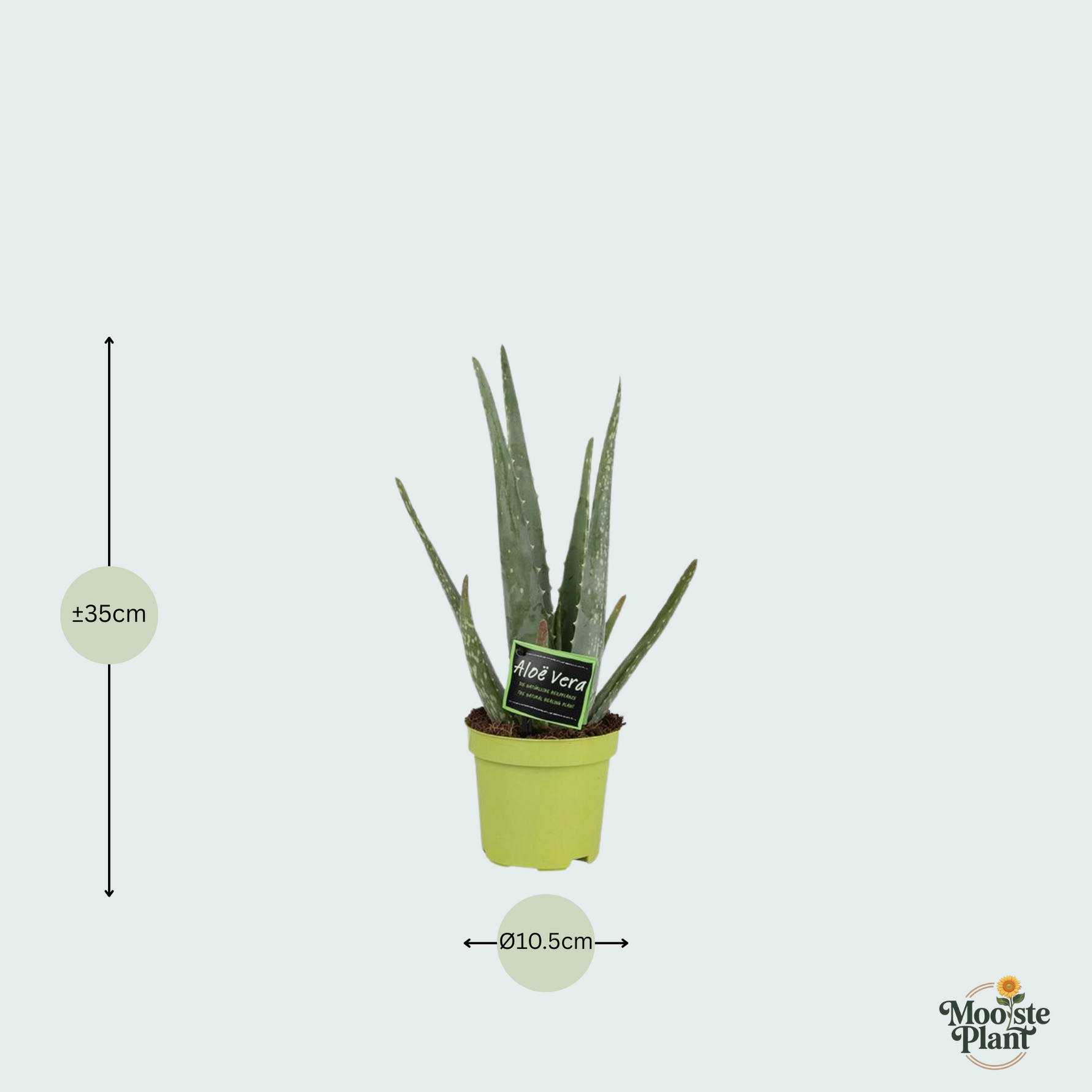 Aloë Vera - 35cm