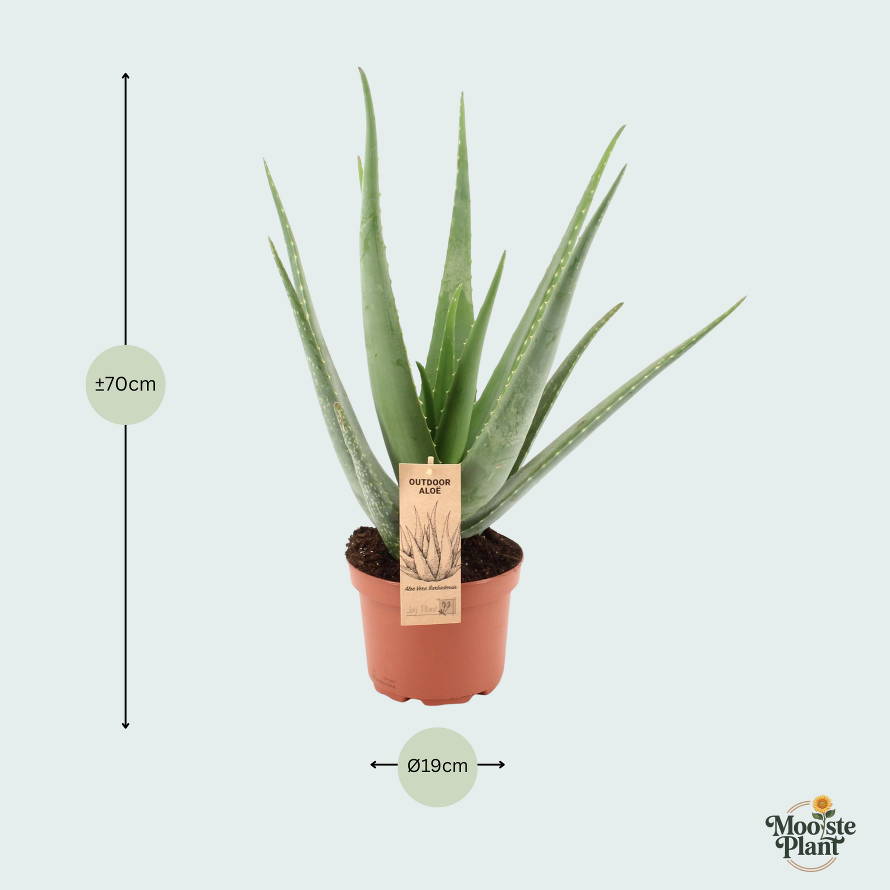 Aloe Vera - 70cm
