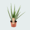 Strelitzia Nicolai