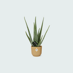 Aloe Vera inclusief ELHO Vibes Fold - 40/50cm