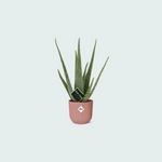 Aloe Vera inclusief ELHO Vibes Fold - 40/50cm