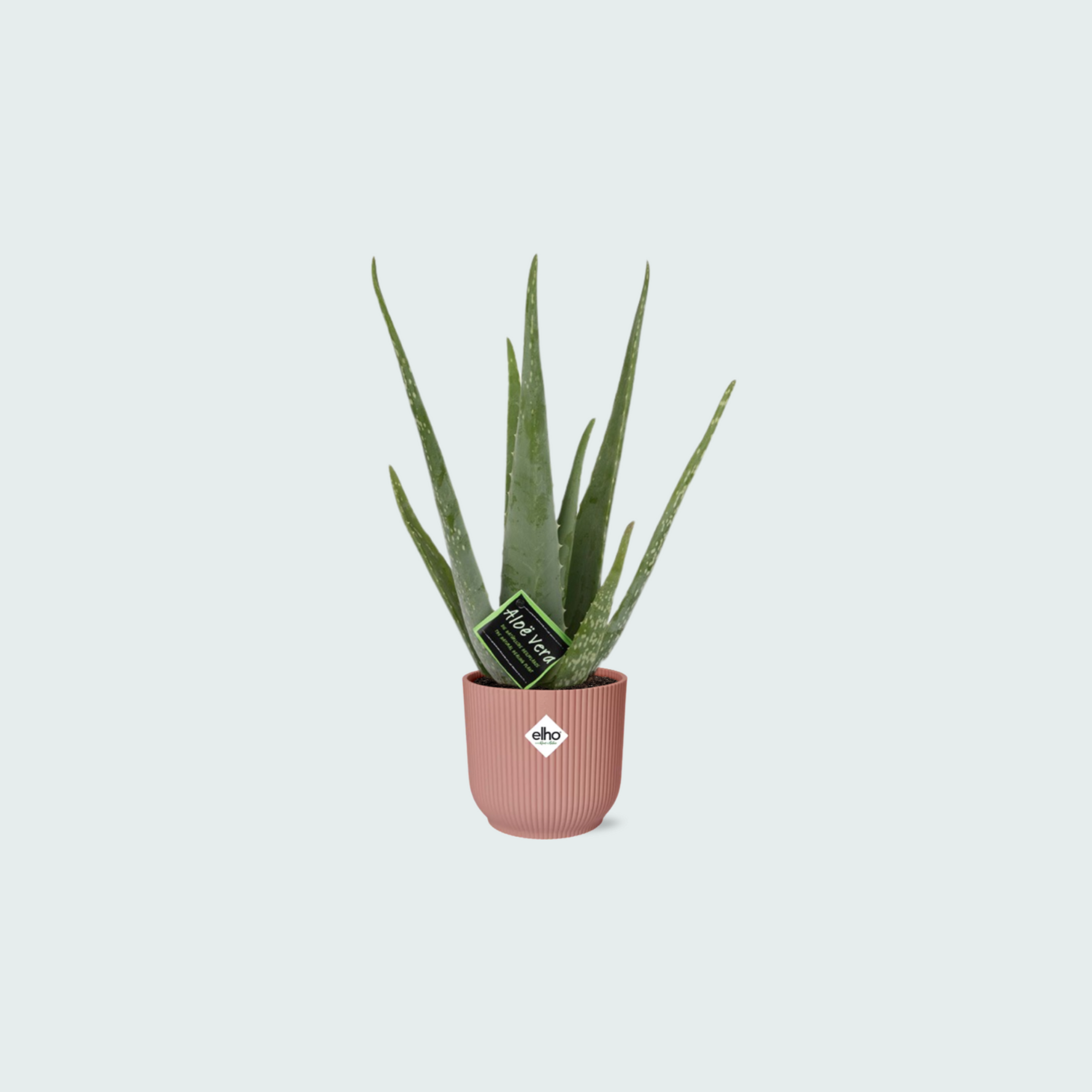 Aloe Vera inclusief ELHO Vibes Fold - 40/50cm
