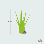 Aloe Vera inclusief ELHO Vibes Fold - 40/50cm