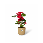 Anthurium Red kopen
