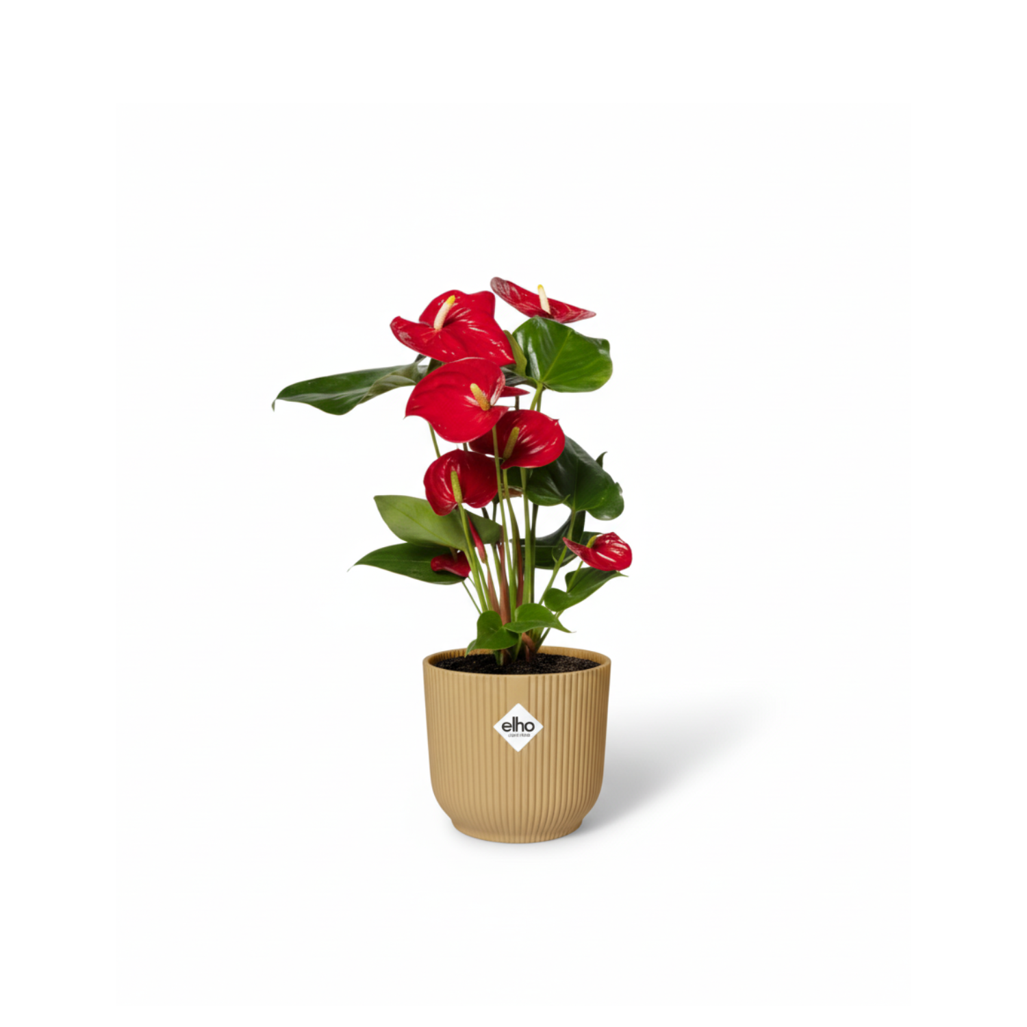 Anthurium Red kopen