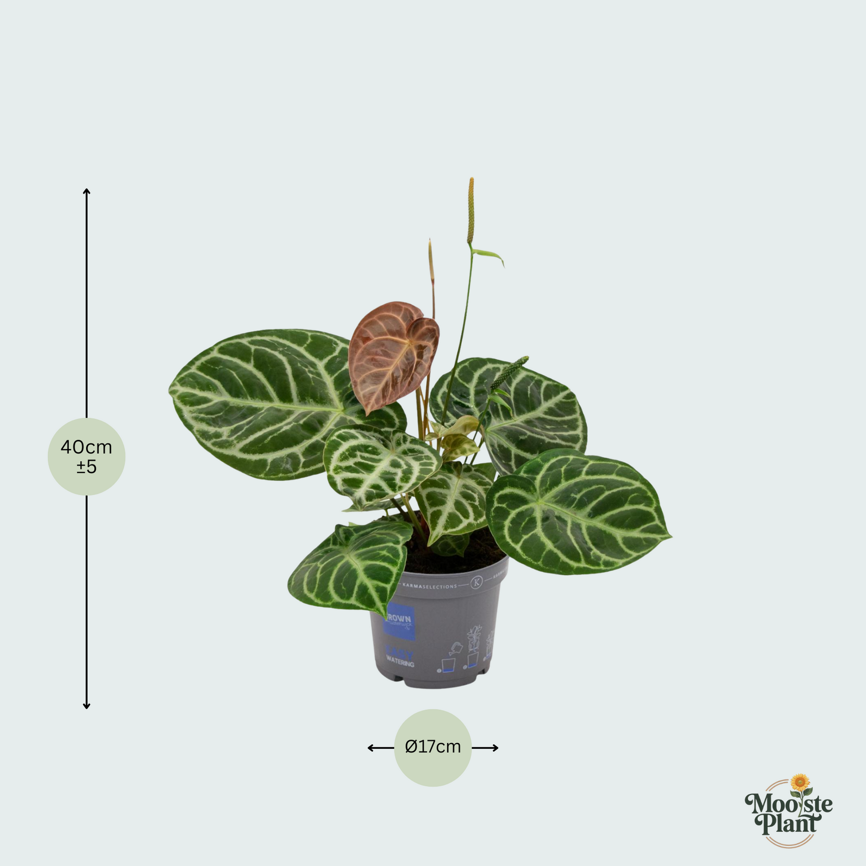 Anthurium Crystal Hybride Compact - 40cm