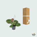Anthurium Crystal Hybride Compact - 40cm