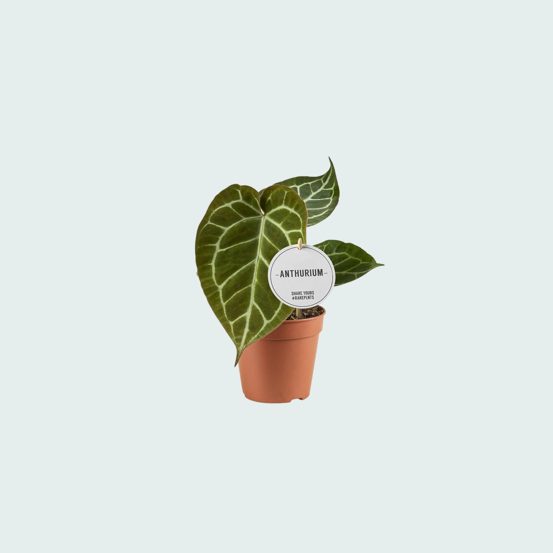 Anthurium Crystallinum - 20cm
