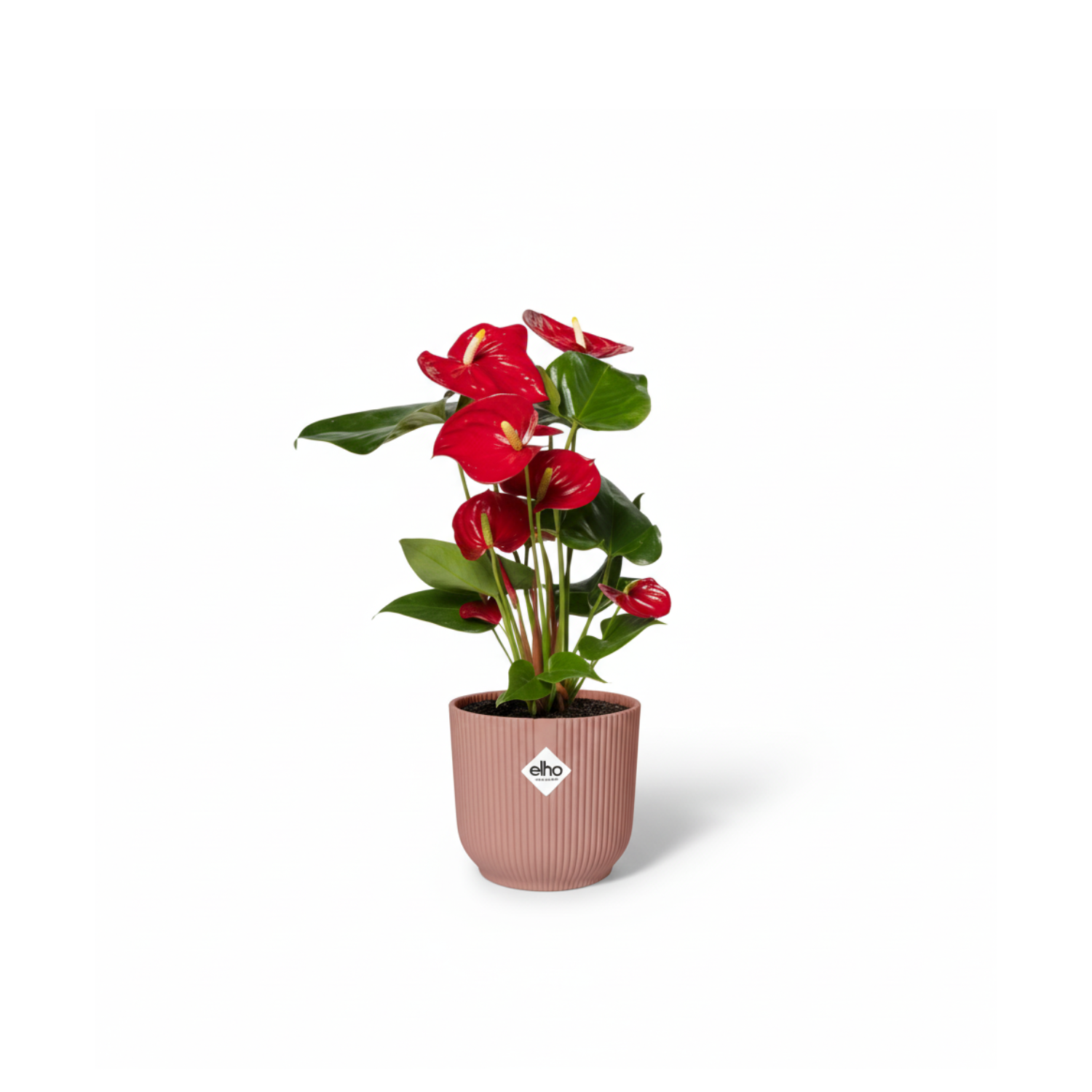 Anthurium Red kopen
