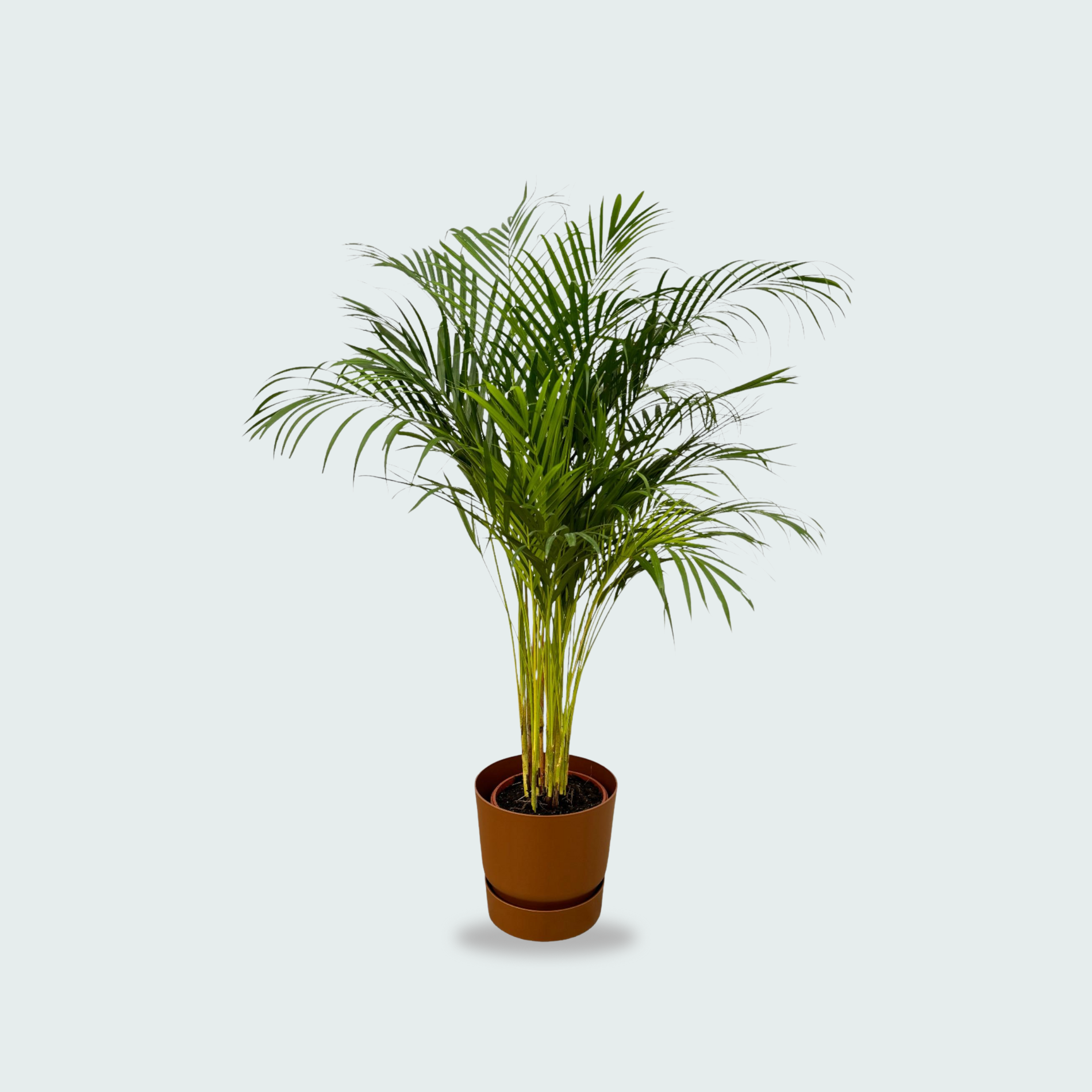 Areca palm kopen. Dypsis Lutescens kopen