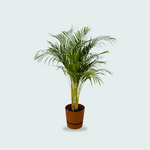 Areca palm kopen. Dypsis Lutescens kopen