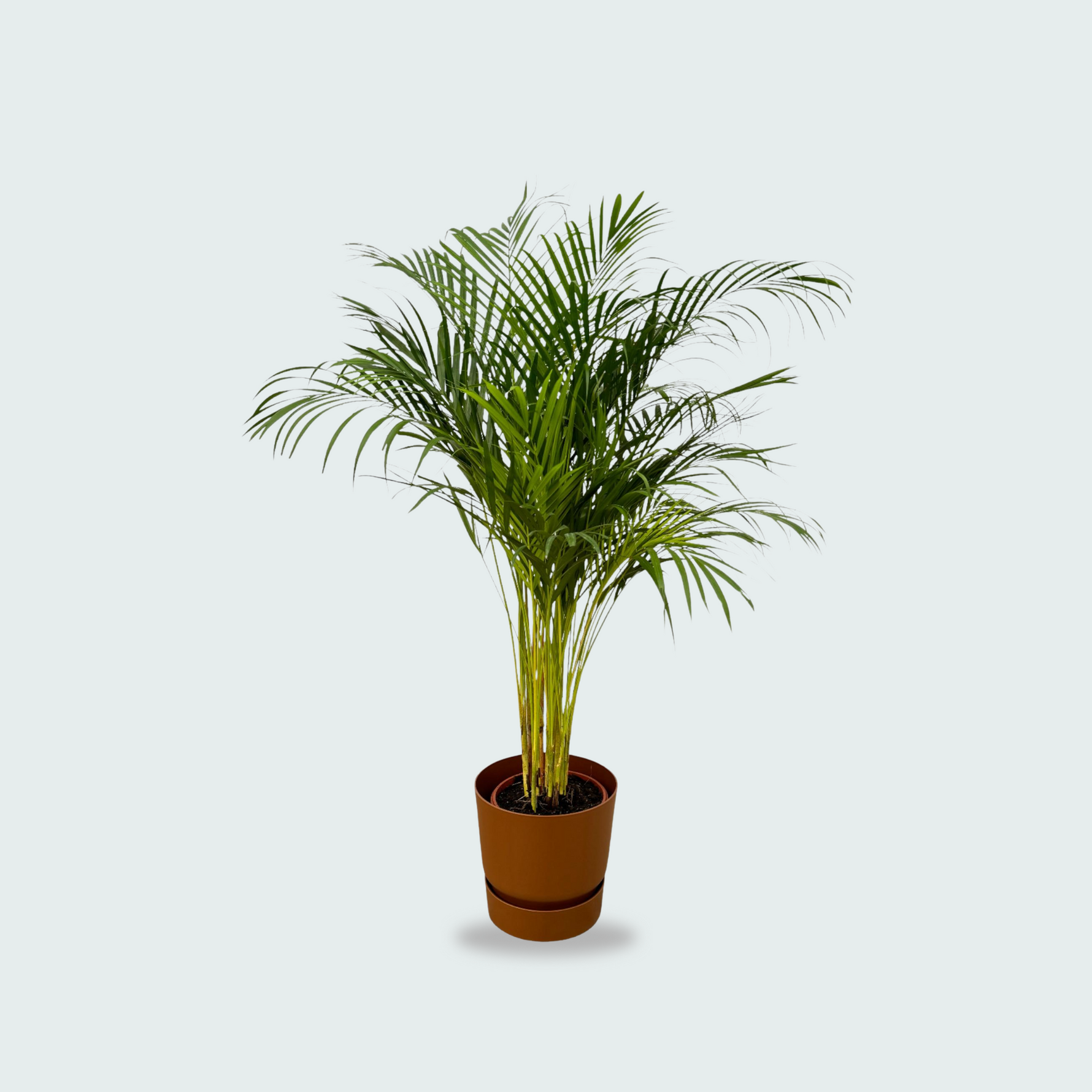 Areca palm kopen. Dypsis Lutescens kopen