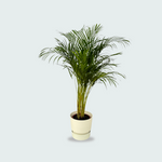 Areca palm kopen. Dypsis Lutescens kopen