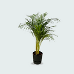 Areca palm kopen. Dypsis Lutescens kopen