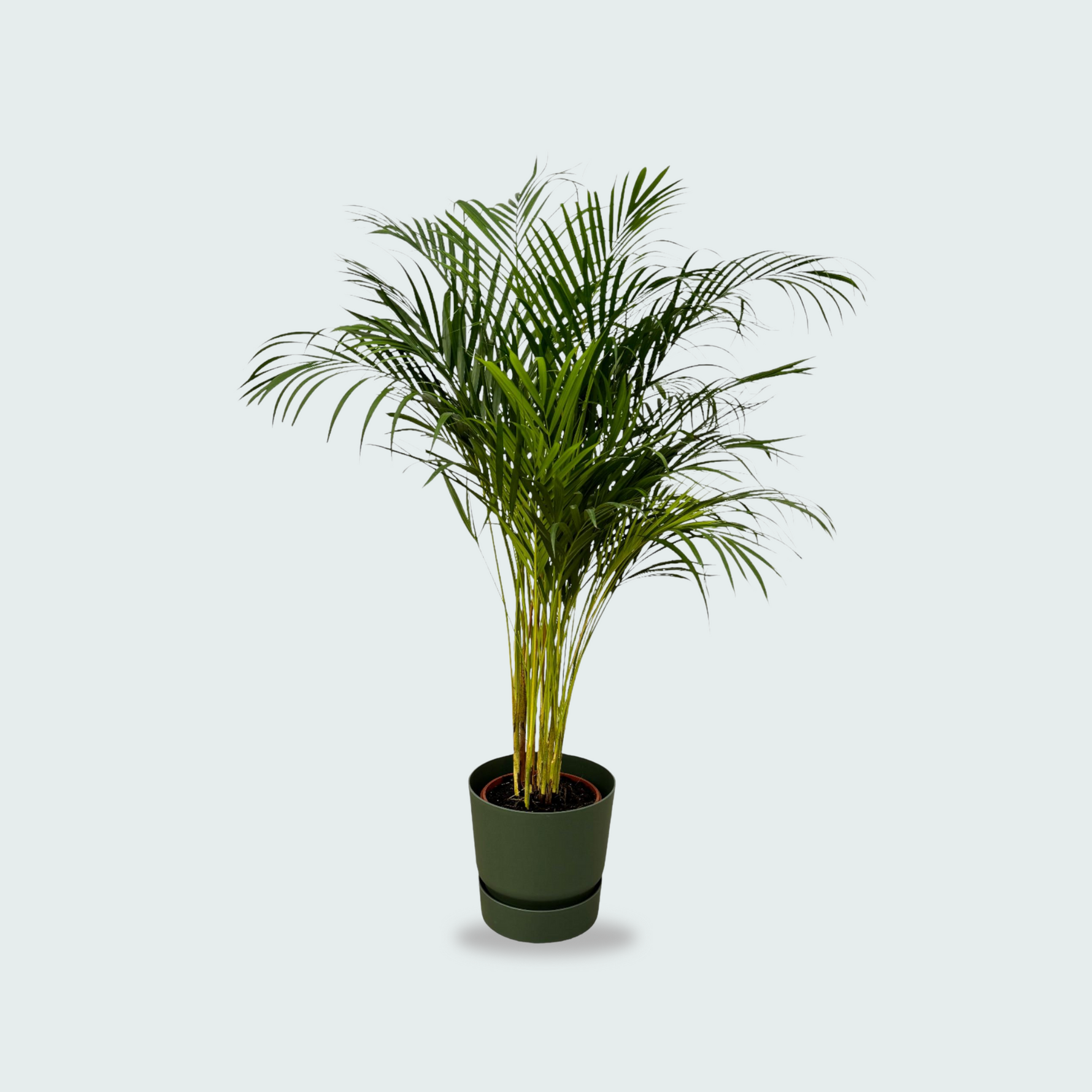 Areca palm kopen. Dypsis Lutescens kopen