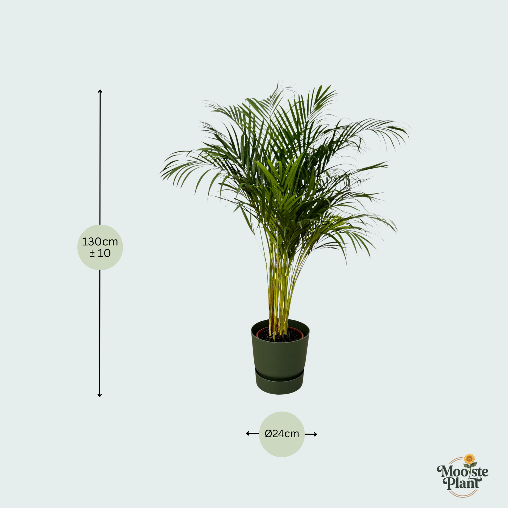 Areca palm kopen. Dypsis Lutescens kopen