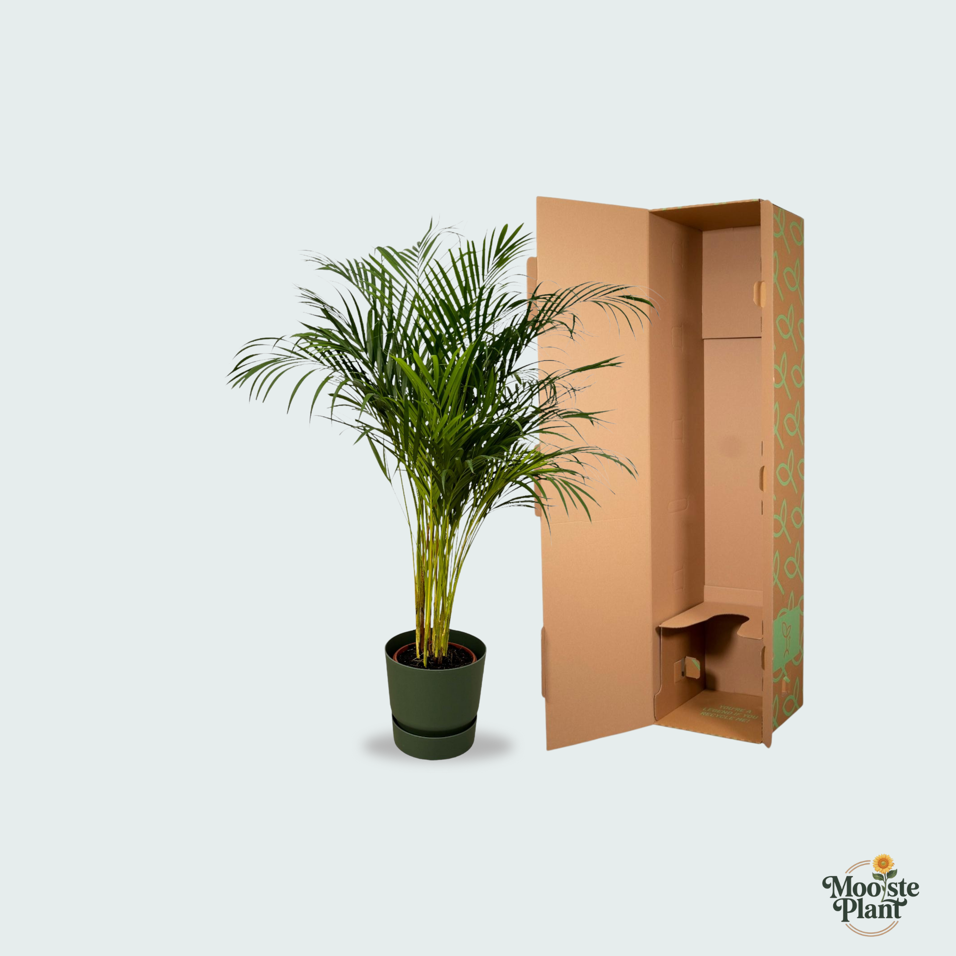 Areca palm kopen. Dypsis Lutescens kopen