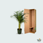 Areca palm kopen. Dypsis Lutescens kopen