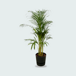 Areca palm kopen