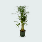 Areca palm kopen