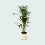Areca palm kopen