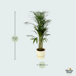 Areca palm kopen