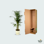 Areca palm kopen