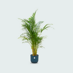 Areca palm kopen