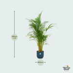 Areca palm kopen
