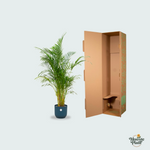 Areca palm kopen