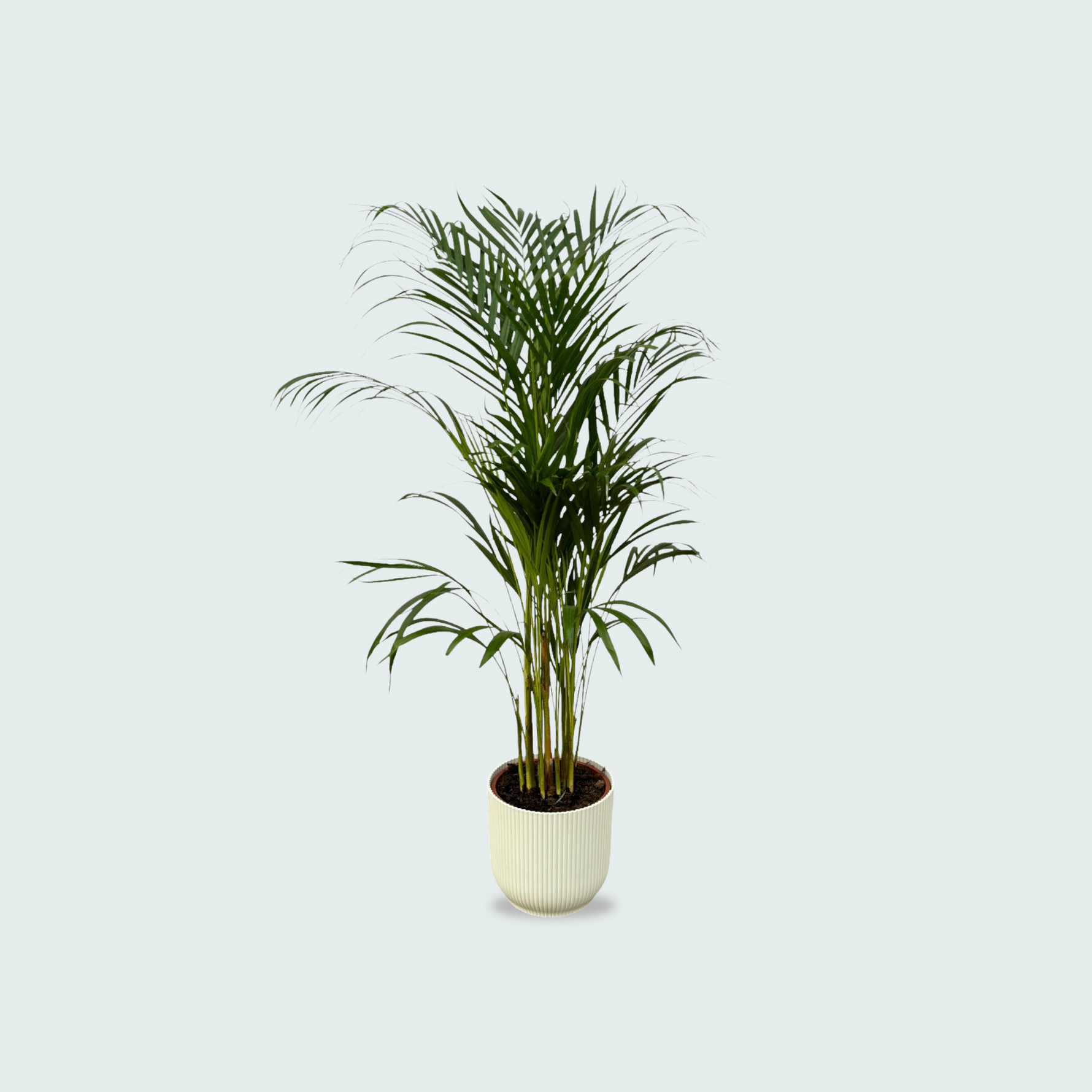  Areca palm kopen