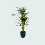  Areca palm kopen