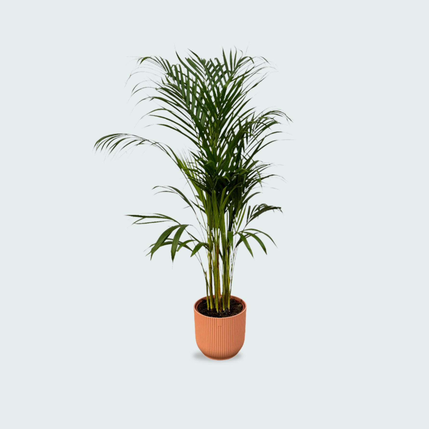  Areca palm kopen