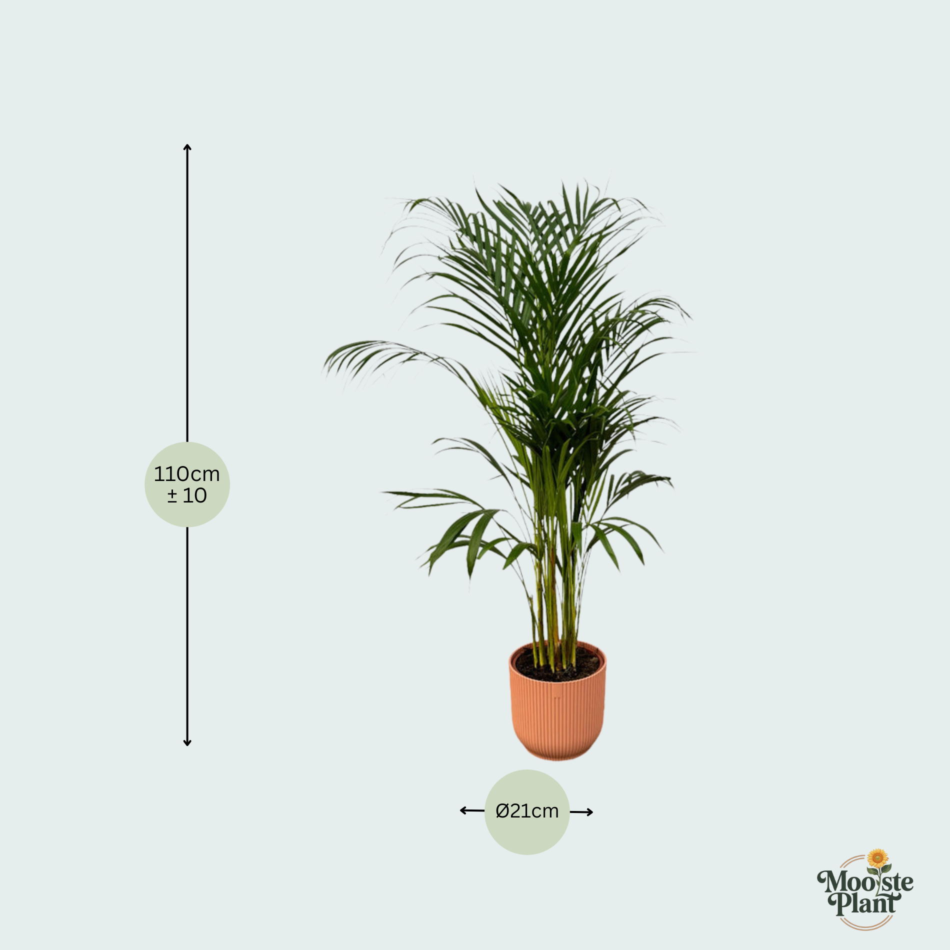  Areca palm kopen