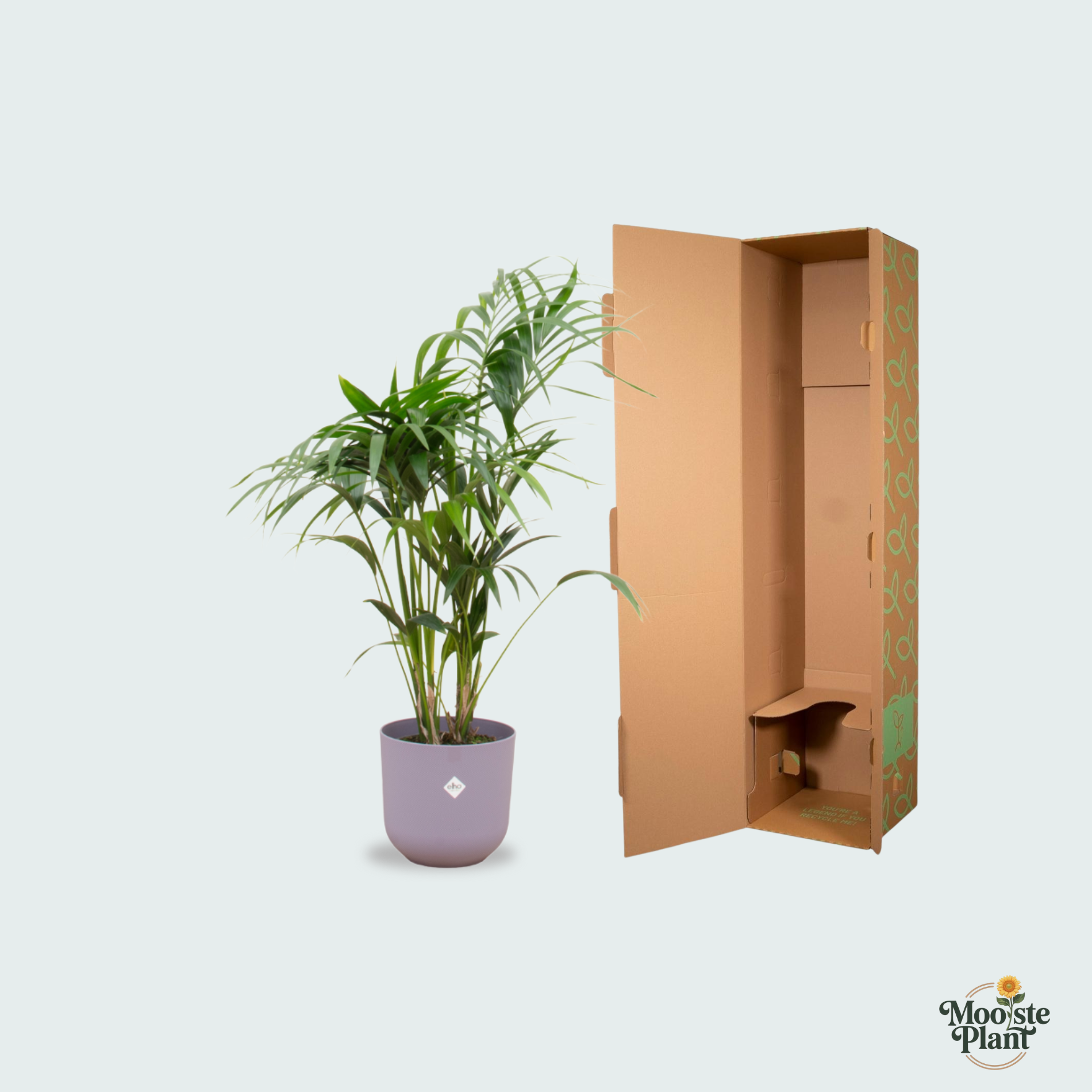  Areca palm kopen