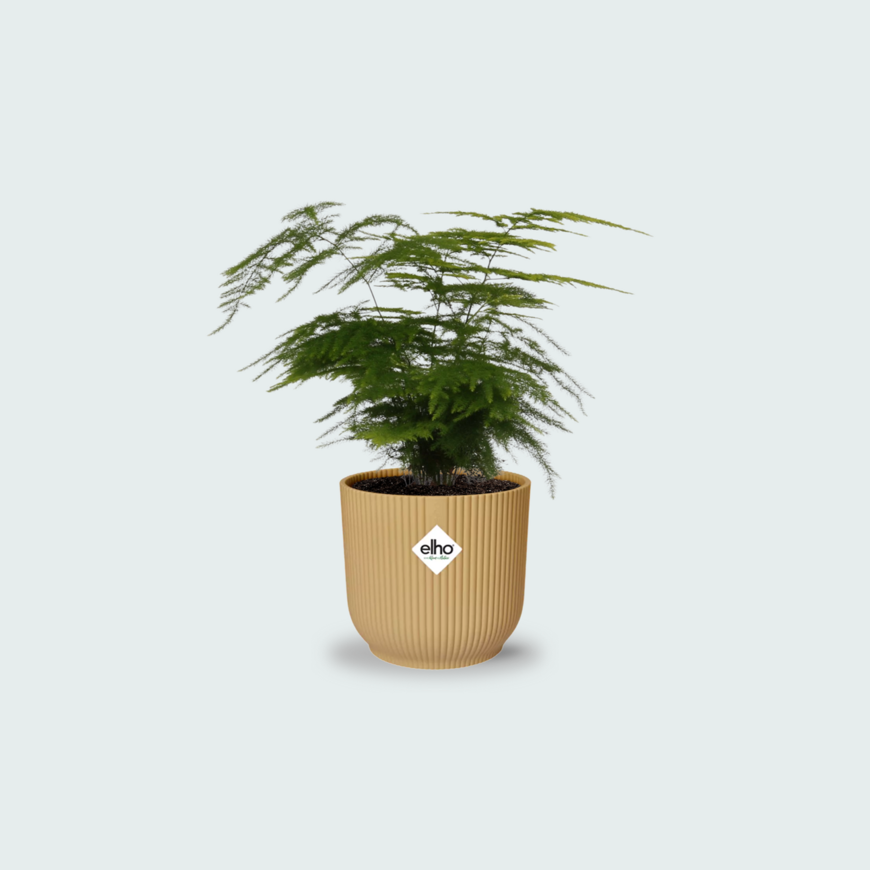 Asparagus Setaceus kopen