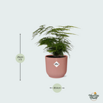 Asparagus Setaceus kopen