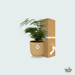 Asparagus Setaceus kopen