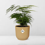 Asparagus Setaceus kopen