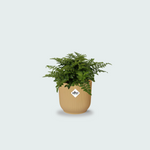 Asplenium Parvati kopen