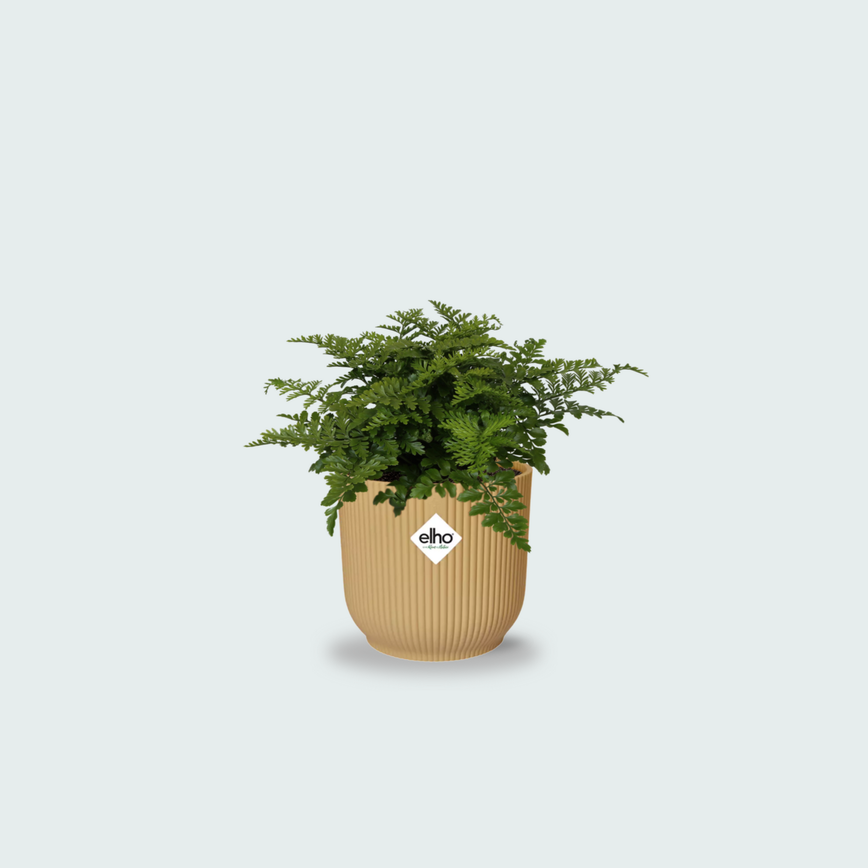 Asplenium Parvati kopen