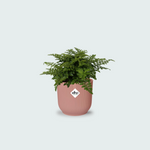 Asplenium Parvati kopen