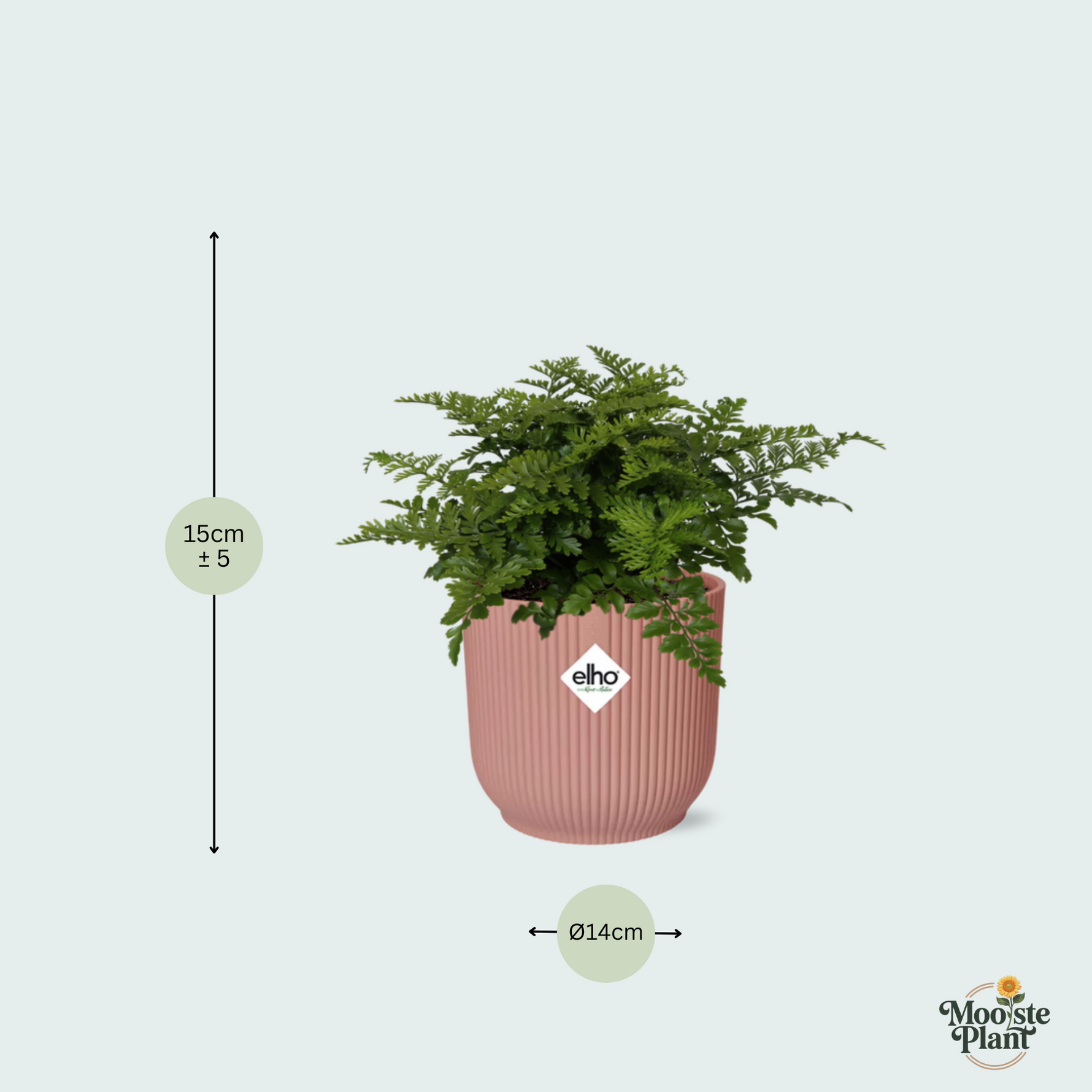 Asplenium Parvati kopen