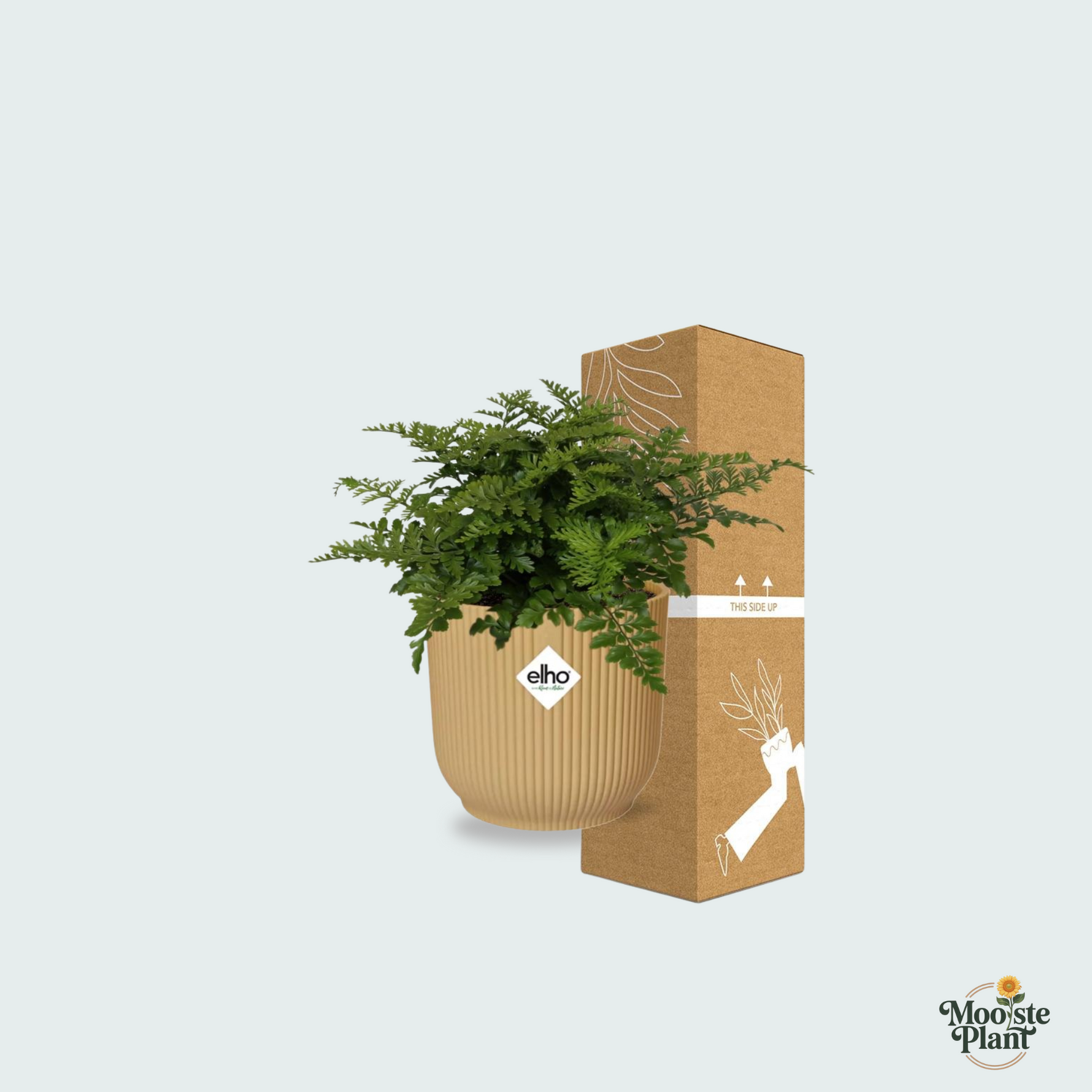 Asplenium Parvati kopen
