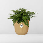 Asplenium Parvati kopen