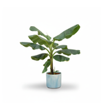  Bananenplant kopen