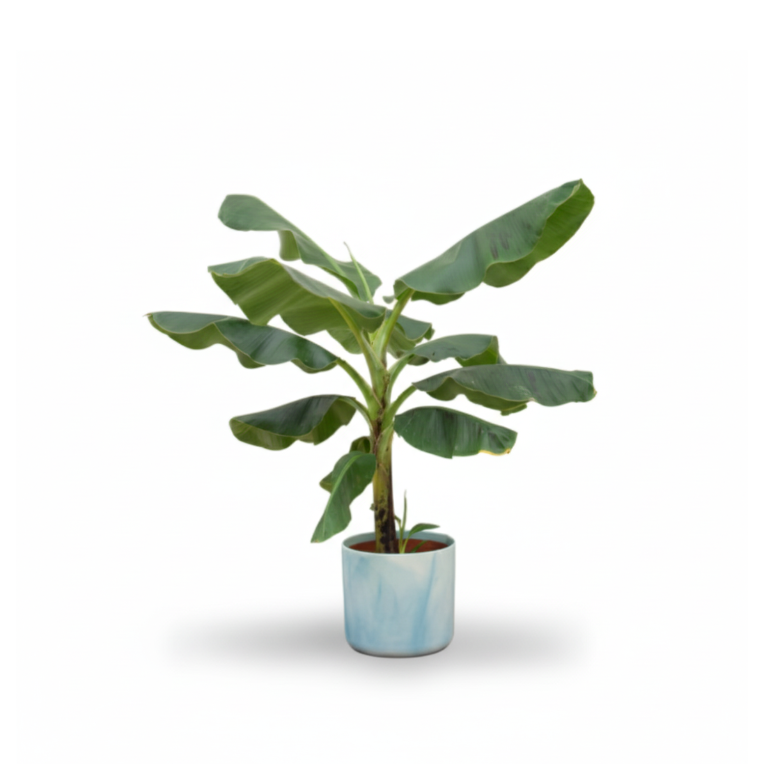  Bananenplant kopen