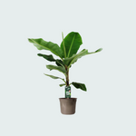 Bananenplant (Musa) - 140cm