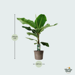 Bananenplant (Musa) - 140cm
