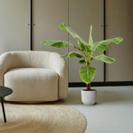 Bananenplant (Musa) - 170cm